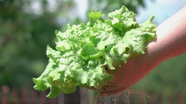 High quality video of hands holding lettuce in real 1080p slow motion 250fps