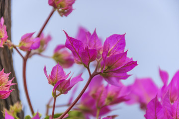 Flower at Madeira - Bougainvillea