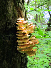 грибы  на дереве