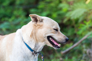 Close up portrait of a stray dog,vagrant dog