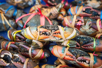 Serrated mud crab or Mangrove crab.
