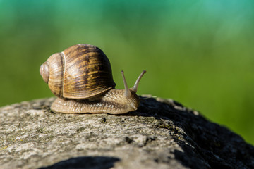 die Schnecke