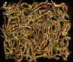 Lot of yellow poplar catkins close-up background. Pile of aments macro texture on black. Tree blossom, twigs and pollen in spring
