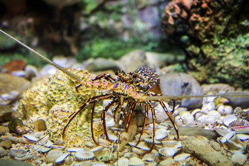 Aquarium fish with coral and aquatic animals