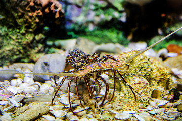 Aquarium fish with coral and aquatic animals