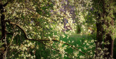 Fototapeta premium arbres