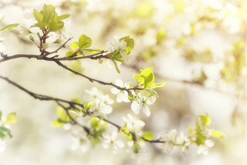 Flowering branch of a plum in the backlight colorful sunny bright spring background