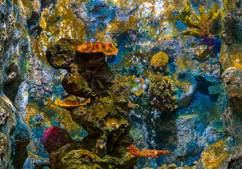 Fototapeta na wymiar Aquarium fish with coral and aquatic animals