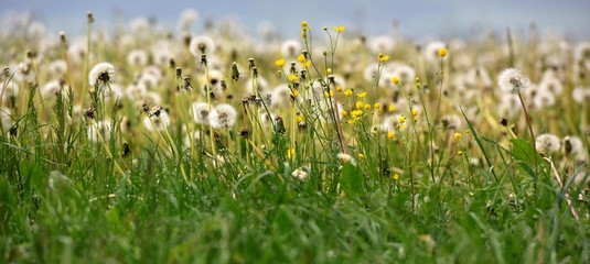 Obraz premium prairie...herbe sous la rosée
