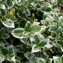 Euonymus fortunei Silver Queen / spindle / winter creeper 