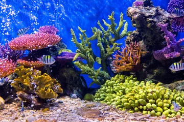 Zelfklevend Fotobehang Aquarium fish with coral and aquatic animals © titipong8176734