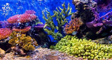 Naklejka na ściany i meble Aquarium fish with coral and aquatic animals