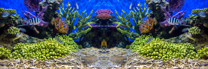 Aquarium fish with coral and aquatic animals