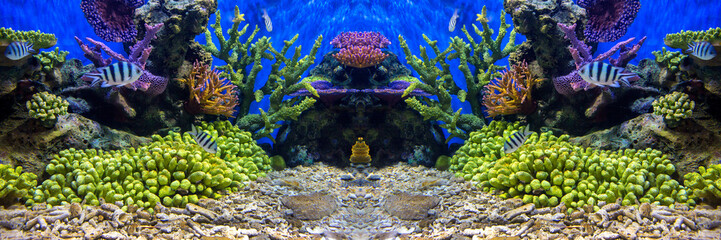 Aquarium fish with coral and aquatic animals