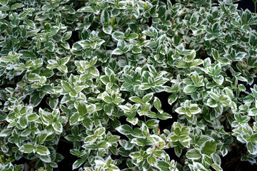 Euonymus fortunei Silver Queen / spindle / winter creeper  - obrazy, fototapety, plakaty