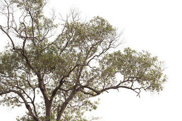 tree isolated on white background.