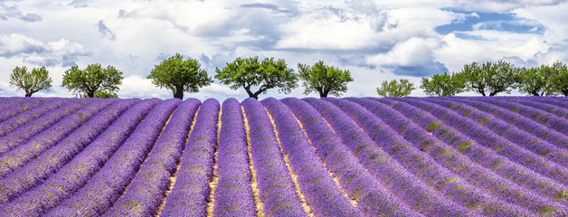 View of lavender field © Frédéric Prochasson