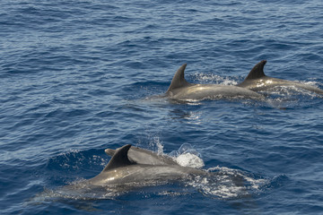 Fototapeta premium dolphin