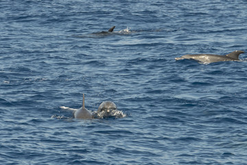 dolphin