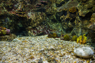 Aquarium fish with coral and aquatic animals