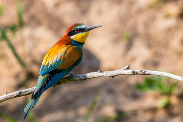 Exotic tropical bird named European bee-eater