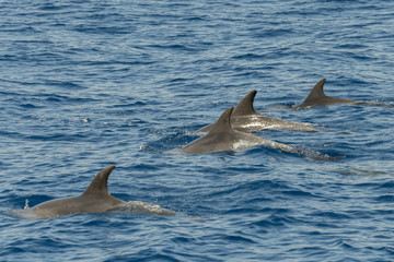 Fototapeta premium dolphin