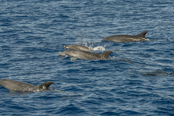 Fototapeta premium dolphin