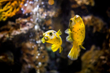 Black Spotted or Dog Faced Puffer fish (Arothron nigropunctatus) in Aquarium