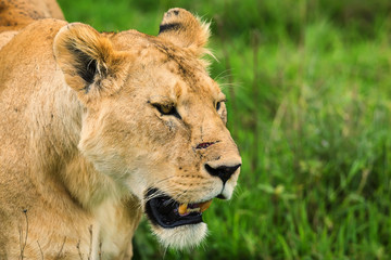Obraz na płótnie Canvas Closeup of lioness