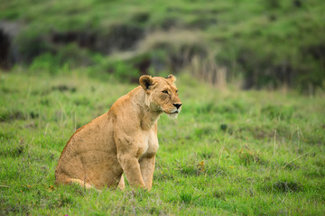 Closeup of lioness