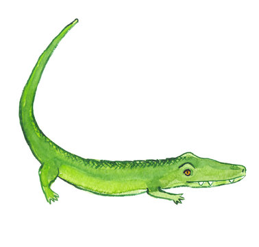 Green cartoon crocodile with long curved tail painted in watercolor on clean white background