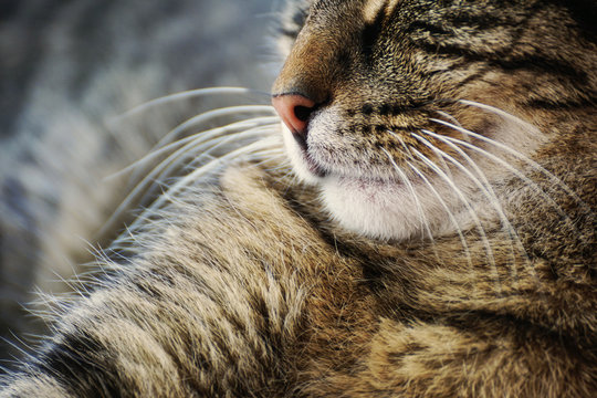 Hauskatze, Detail