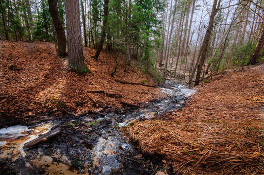 Fototapeta forest landscape with river