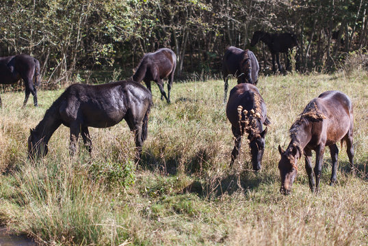 Лошади в дикой природе. Лошади и кони гуляют по Аликоновскому ущелью. Кисловодск, Россия