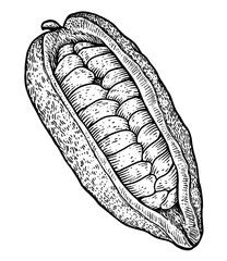 Cocoa pod and bean illustration, drawing, engraving, ink, line art, vector