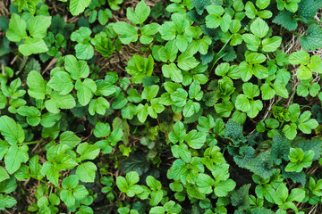Small green leaves of grass texture in forest