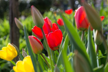 Yellow and Red Tulips