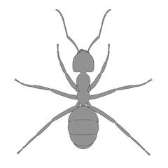 2d cartoon illustration of ant
