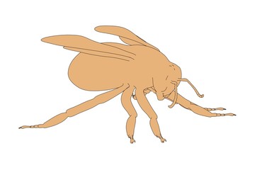 2d cartoon illustration of bombus terrestris