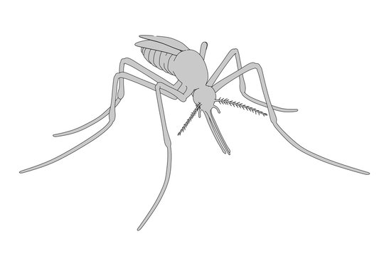 2d cartoon illustration of mosquito