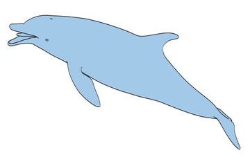 2d cartoon illustration of tursiops trunctatus