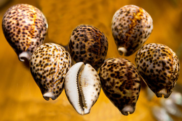 Shells of many types and sizes