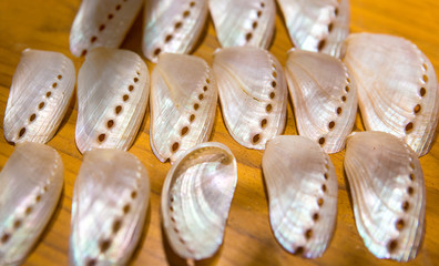 Shells of many types and sizes