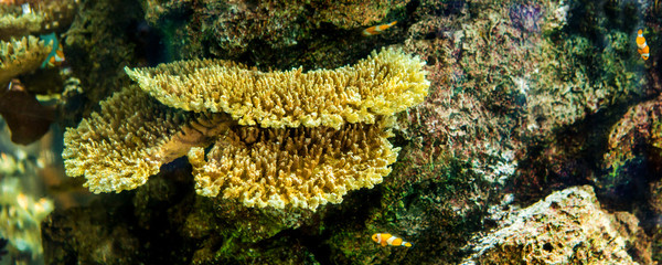 Aquarium fish with coral and aquatic animals