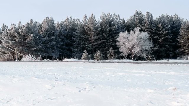 Wide shot of magnificent hoarfrost on trees. A winter forest on rising in a hard frost.