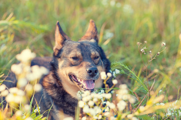 Dog lies on the grass on a flower meadow