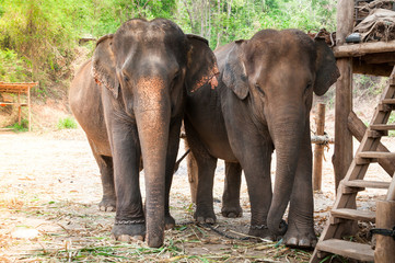 Fototapeta premium Asian elephant in protected nature park near chiang Mai, northern Thailand