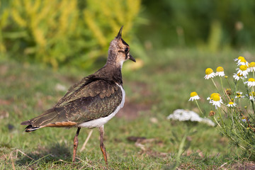 Kiebitz auf einer Wiese betrachtet Blüten.