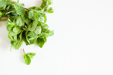 A sprig of mint isolated on white background. Open space for your text, daylight.