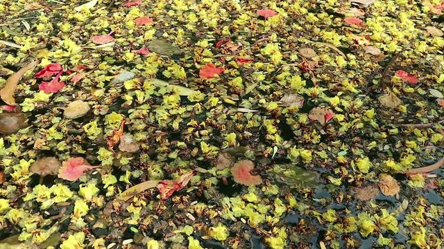 Beautiful fallen flowers and leaves floating on green water. Flowers of yellow Peltophorum pterocarpum, copperpod and red Delonix regia, flame tree